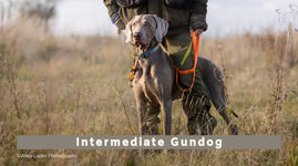 Intermediate Gundog Evening Classes (All Breeds)