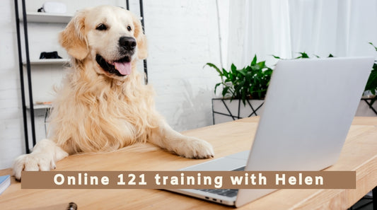 Online 121 gundog training with Helen Phillips