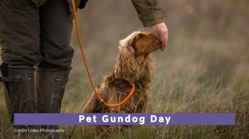 Pet Gundog Day (All breeds)