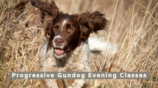 Progressive Gundog Evening Classes All Breeds