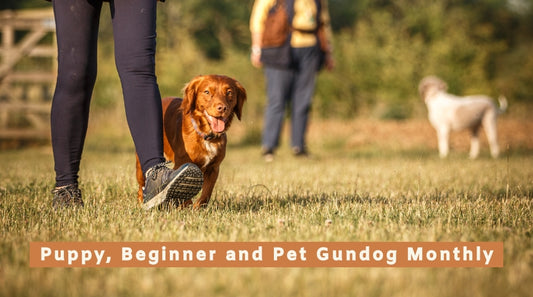 Puppy, Beginner and Pet Gundog Monthly (all breeds, all ages)
