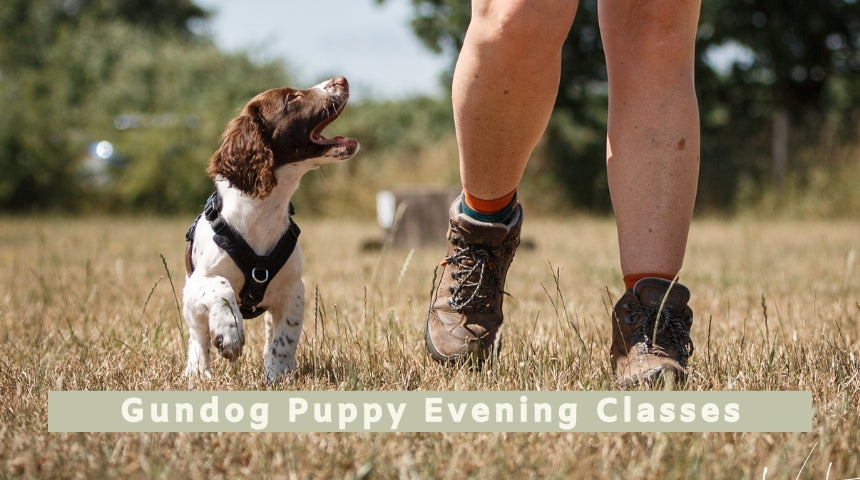 Gundog Puppy Evening Classes (All breeds)