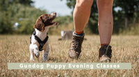 Gundog Puppy Evening Classes (All breeds)