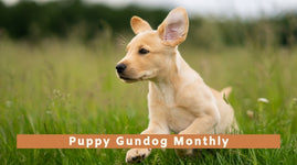 Puppy Gundog Monthly (All breeds under 8 months old)