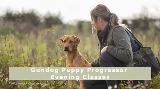 Gundog Puppy Progressor Evening Classes (All breeds)