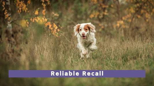 Reliable Recall Workshop (All breeds)