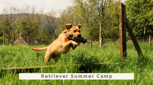 Retriever Summer Camp - 5th to 9th August 2024