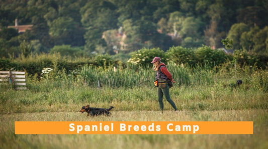 Spaniel Breeds Camp - 4th to 6th August 2027