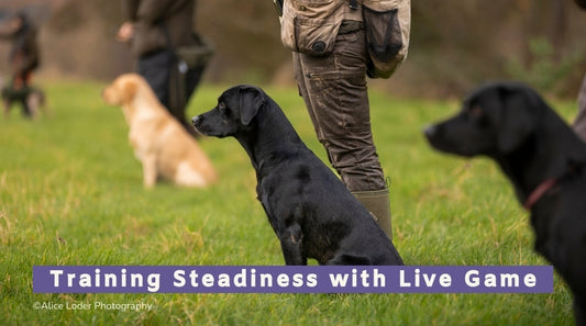 Training Steadiness with Live Game Workshops