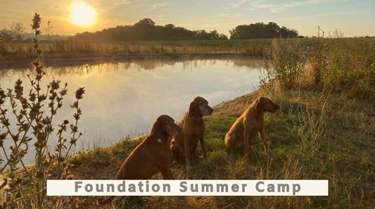 Foundations For Gundogs All Breeds Summer Camp 17th to 21st June 2024