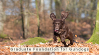 Graduate Foundation for Gundogs All Breeds with Lynsey